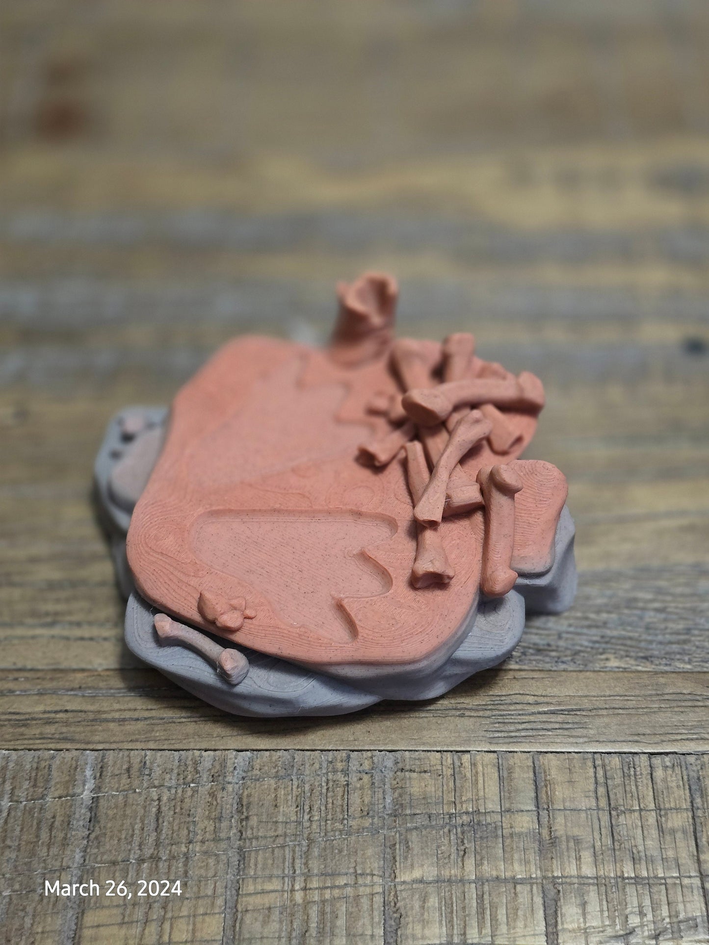 Paleontologist Dinosaur Display Fidget Toy T-Rex Stegosaurus Triceratops