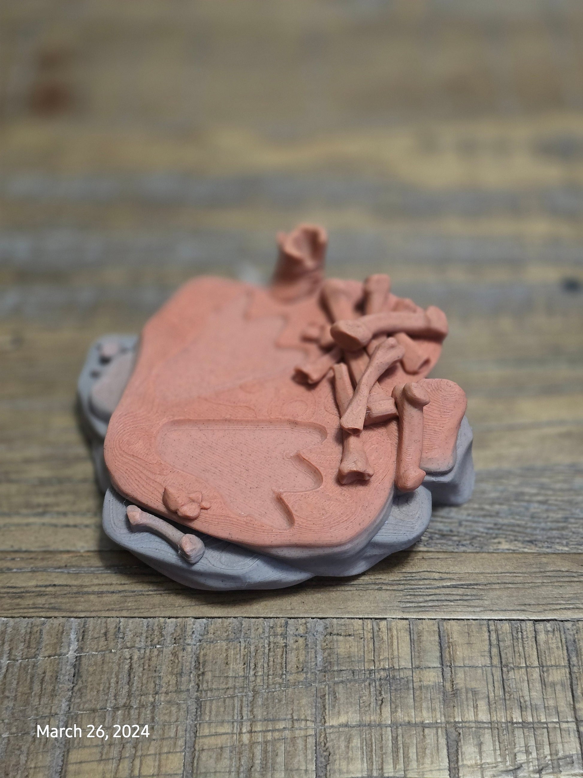 Paleontologist Dinosaur Display Fidget Toy T-Rex Stegosaurus Triceratops